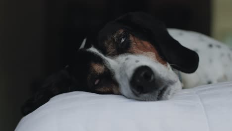 Perro-Grande-Durmiendo-En-La-Cama