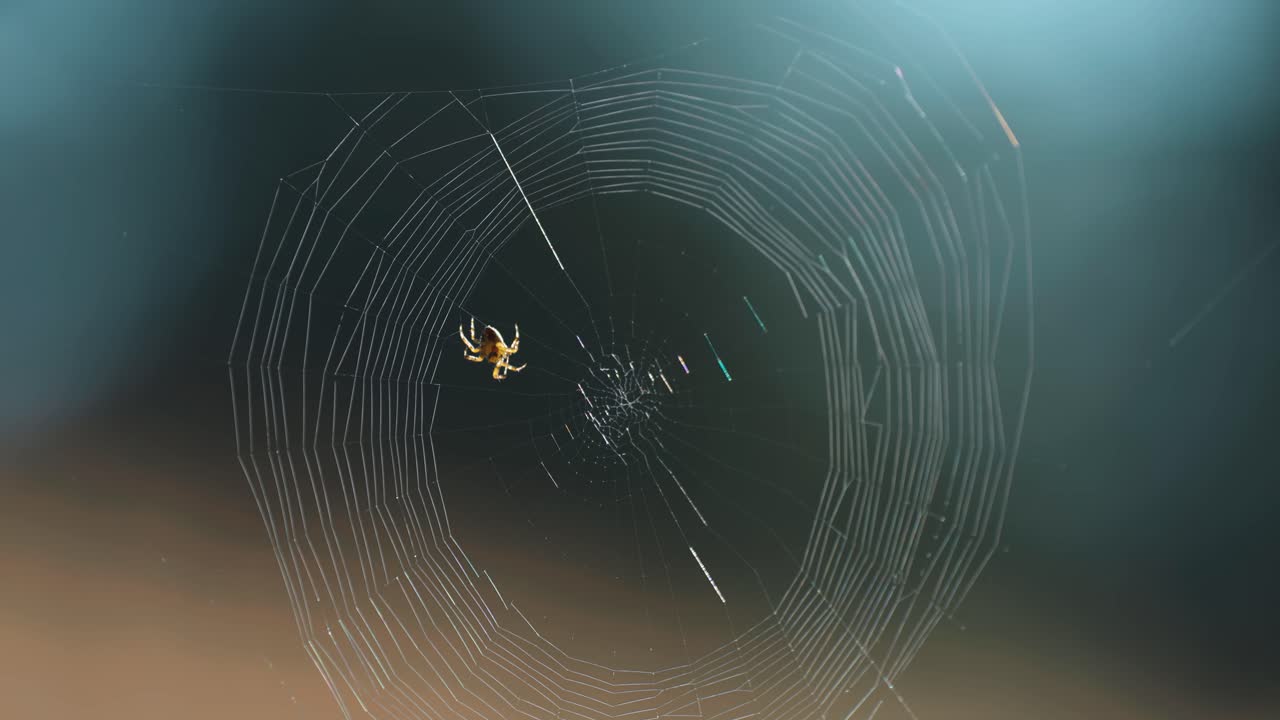A tiny spider weaves his wispy web suspended in the air