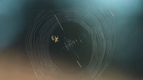 a tiny spider weaves his wispy web suspended in the air