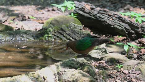 Parado-En-El-Borde-De-Un-Bebedero-Para-Pájaros-En-El-Bosque-Mientras-Bebe-Agua,-Chalcophaps-Indica,-Paloma-Esmeralda-De-Cabeza-Gris,-Tailandia