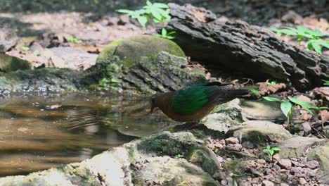 숲 에서 물 을 마시고 있는 새 의 가장자리 에 서 있는, chalcophaps indica, gray-capped emerald dove, 태국