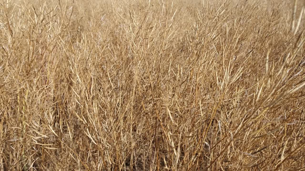 tiro medio de cultivo de colza amarillo dorado listo