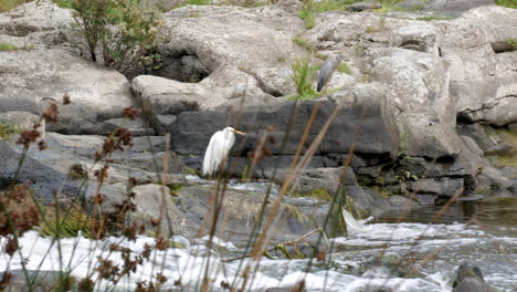 White-Australian-Egret-standing-on-rocks-in-a-fast-moving-river-water