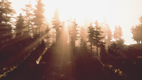 Panoramic-view-of-the-majestic-evergreen-forest-in-a-morning-fog