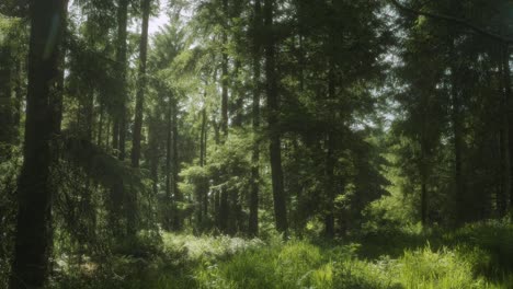 sun pierces through trees in british forest 4k shot on the sony a7siii + ronin rs 3