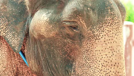 thai elephant close up shot with eyes looking sad in thailand