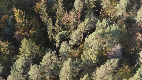 Vista-Aérea-De-Un-Bosque-En-Hermosos-Colores-De-Otoño