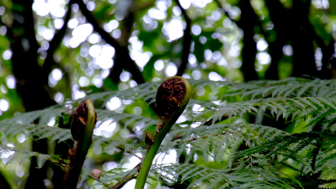 nueva zelanda fern maori koru que representa la armonía y el movimiento eterno en el jardín botánico de wellington en la ciudad capital de n'djaoa
