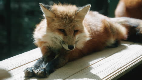 a tired fox resting peacefully on top of a wooden cage at zao fox village in miyagi, japan