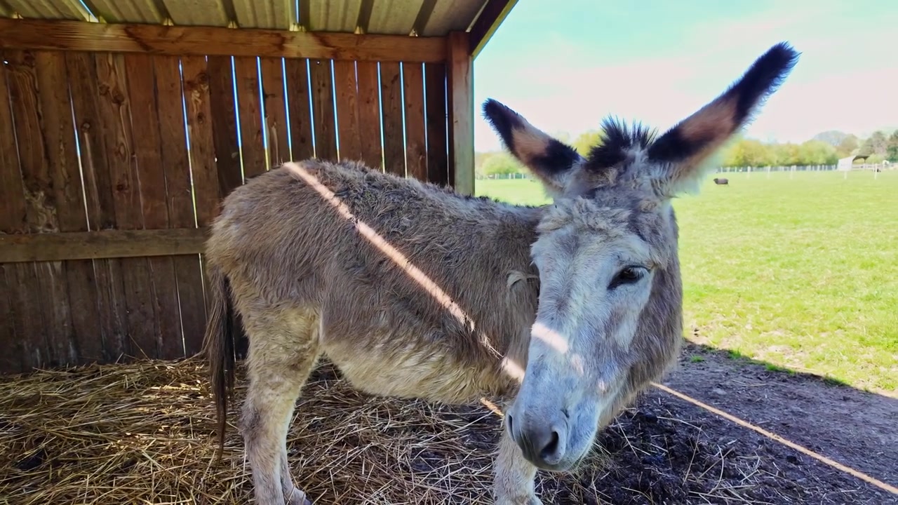 Asino domestico Equus asinus sta in una stalla di legno con lettiera di paglia e pascolo oltre, mostrando una postura calma e l'orientamento delle orecchie tipico del bestiame a riposo mentre la telecamera si sposta lateralmente a destra