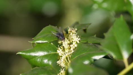 Front-view-of-black-patterned-fly-walking-and-eating-nectar-from-small-off-white-flowers