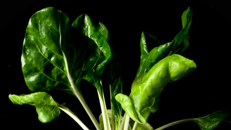 growth stages of a cabbage stalk leaf plant timelapse