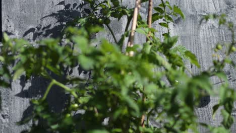 planta de tomate con frutos en maduración en el jardín