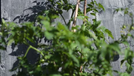 tomato plant with ripening fruit in garden