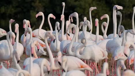 hd videos de vida silvestre, flamenco rosado del caribe en el santuario de vida salvaje de ras al khor, una reserva de humedales en dubái, emiratos árabes unidos, videos de flamencos.