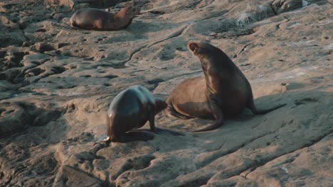 Seals-laying-in-the-sun-on-the-cliffs