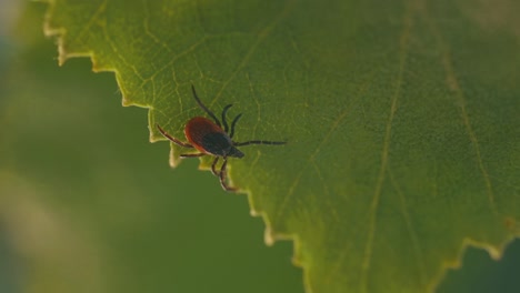 Detailed-close-up-of-a-mite-perched-on-a-green-birch-leaf,-showing-its-dark-brown-body-and-reddish-orange-markings