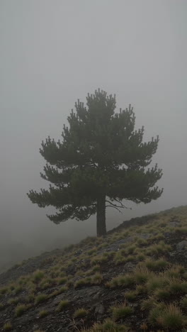 lone pine in a misty mountain landscape
