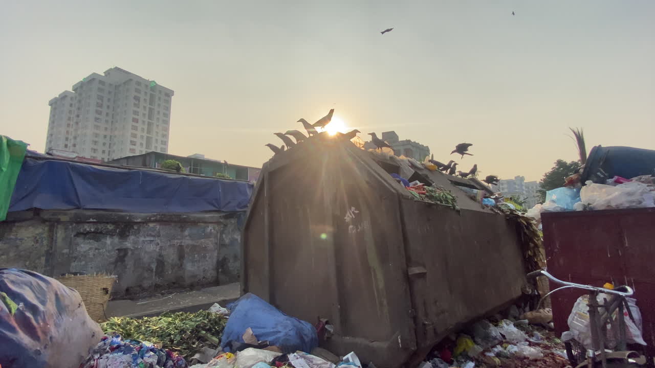 crows perch and fly in the garbage bin