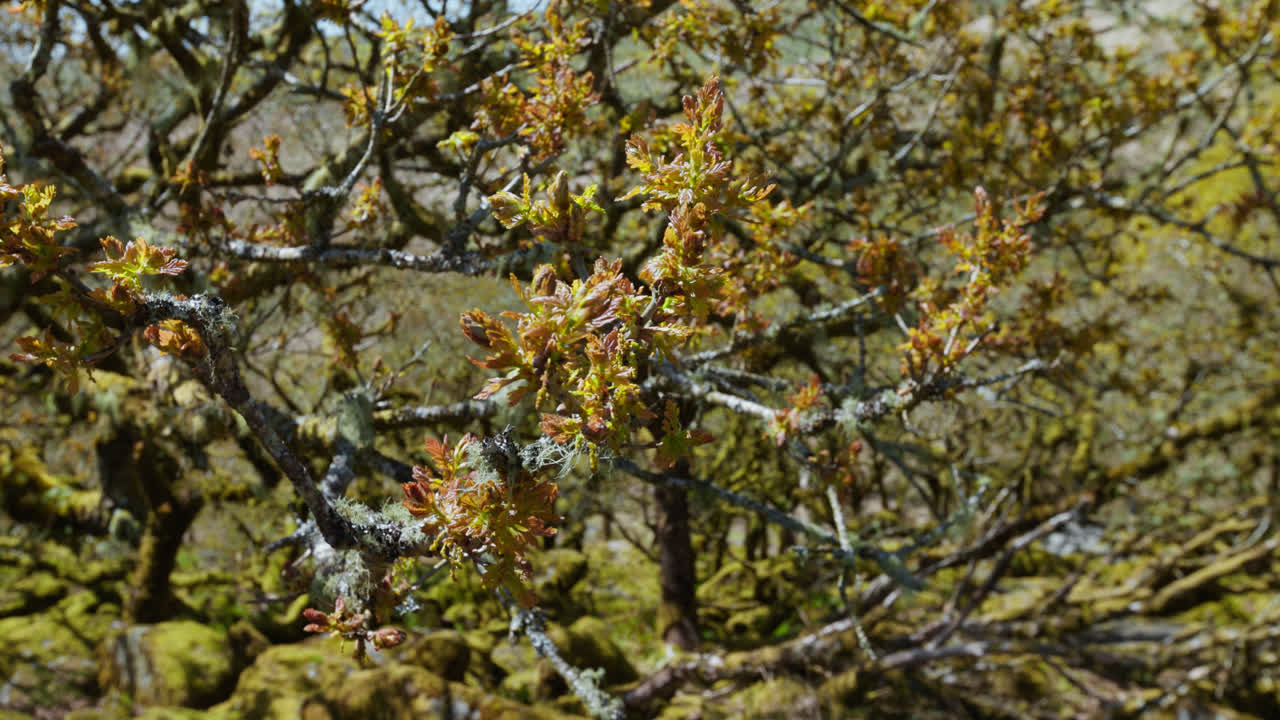 Moss and lichen covered branches of Wistman's Wood oakwood forest trees, Devon