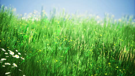 lush green grass field dotted with wildflowers under bright sunny sky