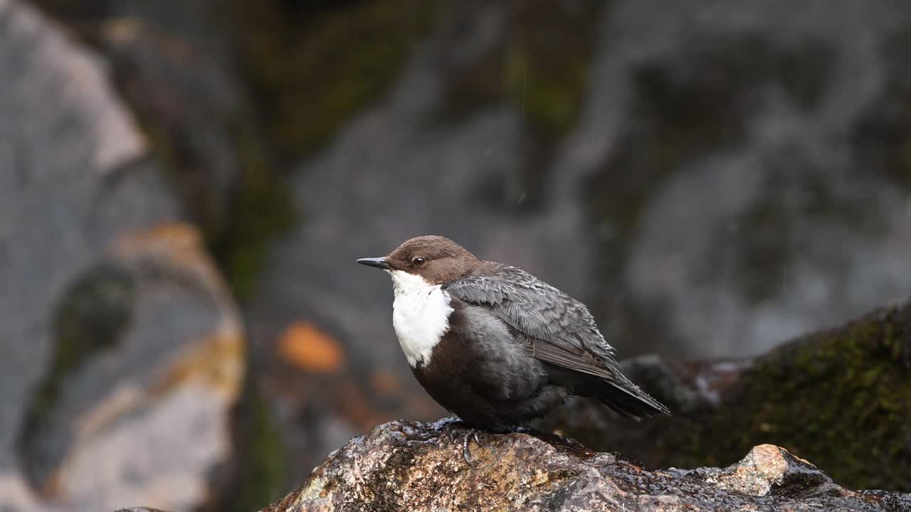Small, rotund White Throated Dipper perched on rock by small waterfall in Norway, close up profile view.
