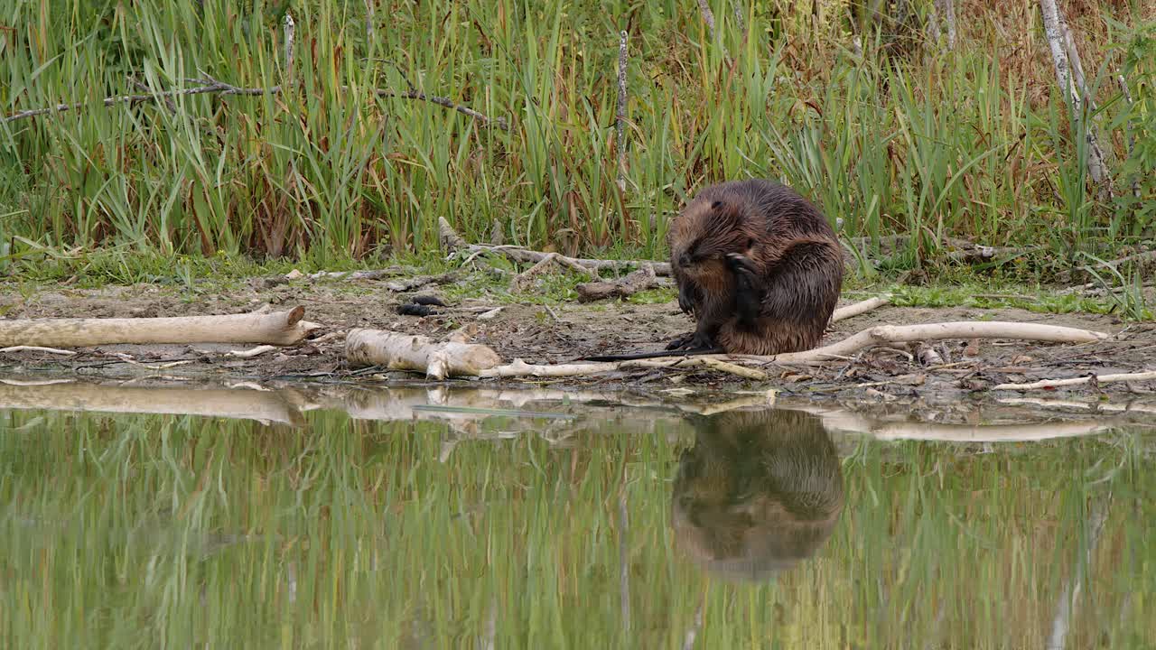 Adorable beaver scratches her head with rear leg on wetland shoreline