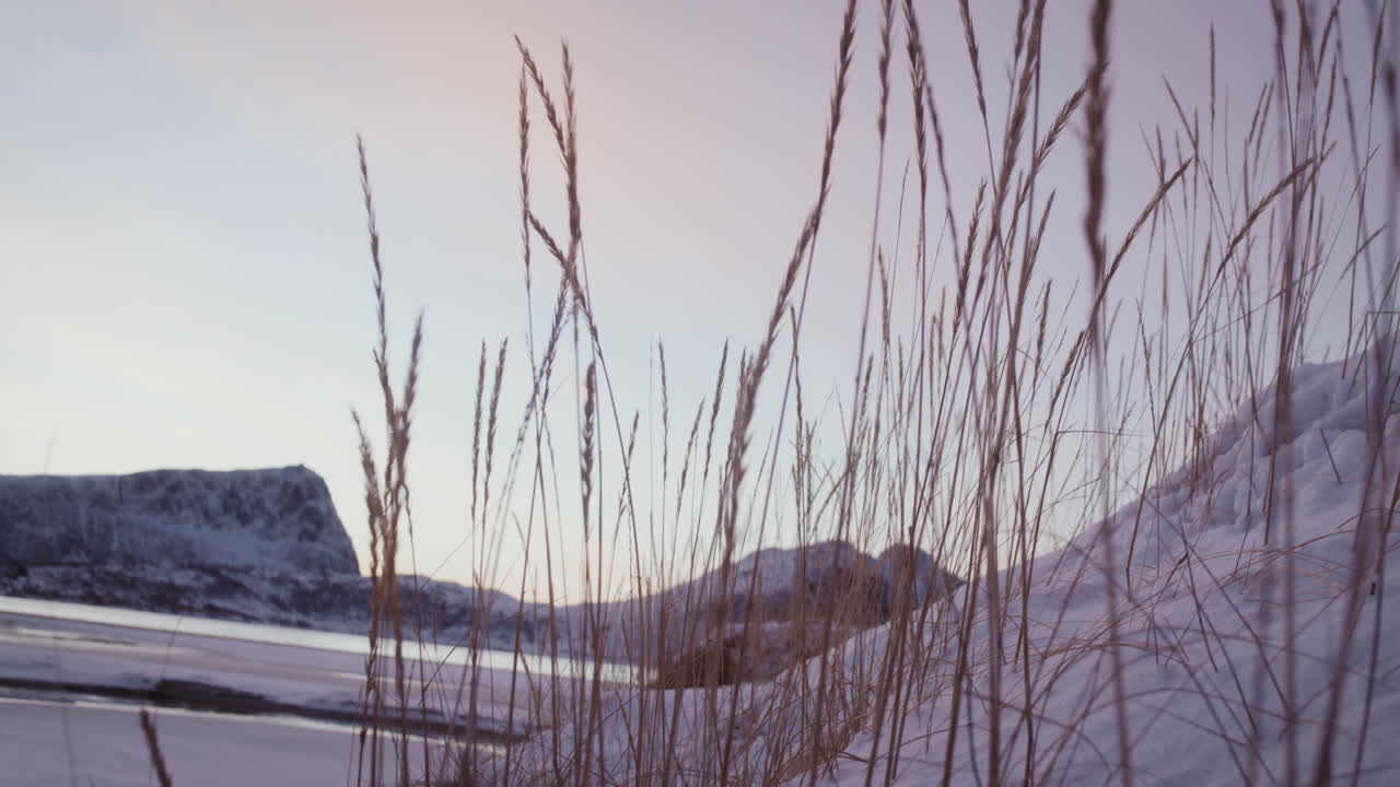 Grass blades on snow covered coast of Lofoten archipelago, Norway at sunset