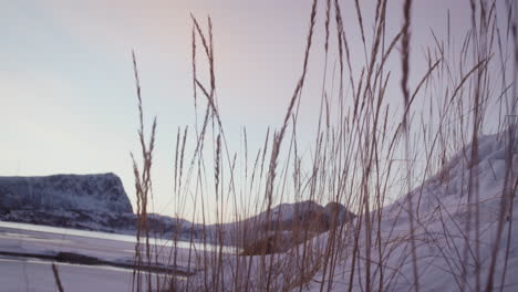 grass blades on snow covered coast of lofoten archipelago, norway at sunset