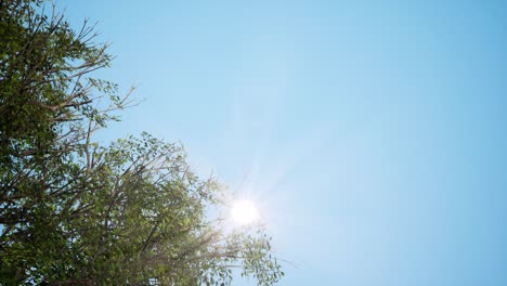 sun shining brightly through green leaves 3d animation. realistic tree branches blown by wind. hot sunny day with cloudless blue sky. summertime flora, spring garden foliage rendering