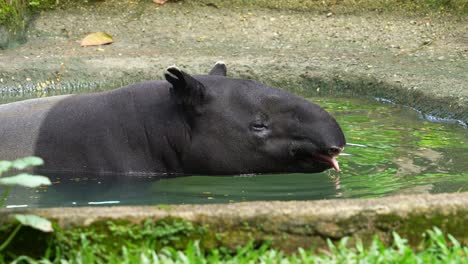 malayan tapir bathe in the pool of water, cooling off from the heat, turn around and look into the camera, close up shot of wildlife conservation of an endangered species