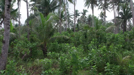 Luftabenteuer-Durch-Den-Dschungel-Von-Siargao:-Filmische-Drohnen-Reiseaufnahme