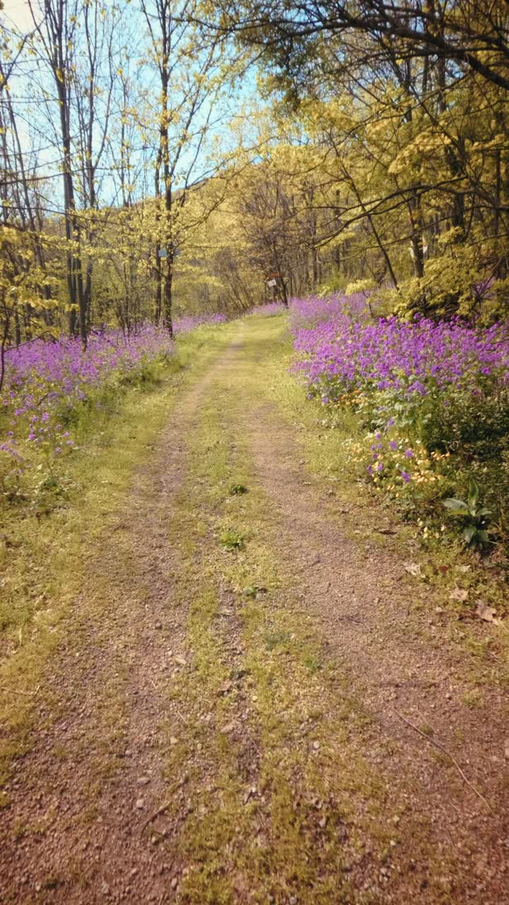 A calm, slow motion vertical POV of walking through a beautiful spring forest. Dirt trail lined with vibrant purple flowers under a sunny canopy. Conceptual b-roll of mindfulness in nature. 4k