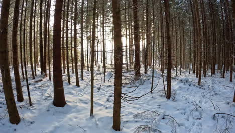 caminando por un sendero forestal en invierno con nieve en el suelo y sol brillando a través de la arboleda