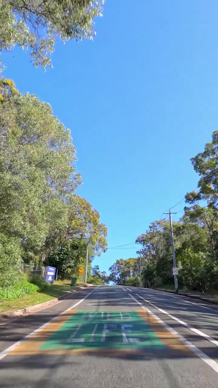 Forward moving camera captures asphalt street through lush green forest under clear blue sunny sky.