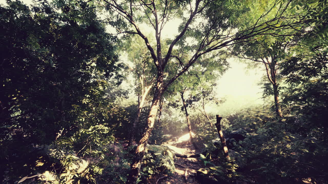 ⁇ 빛 속 의 아름다운 녹색 숲 광야