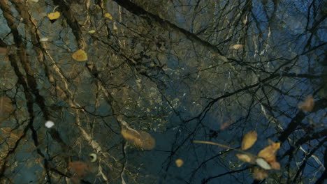 reflection of trees in black water puddle