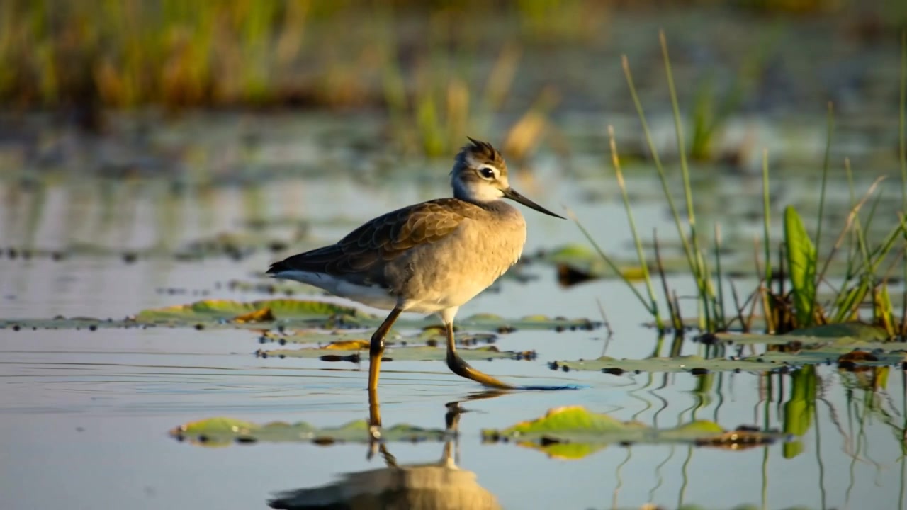 Walking wading shorebird crossing pond toward right, searching for food among lily pads and reeds