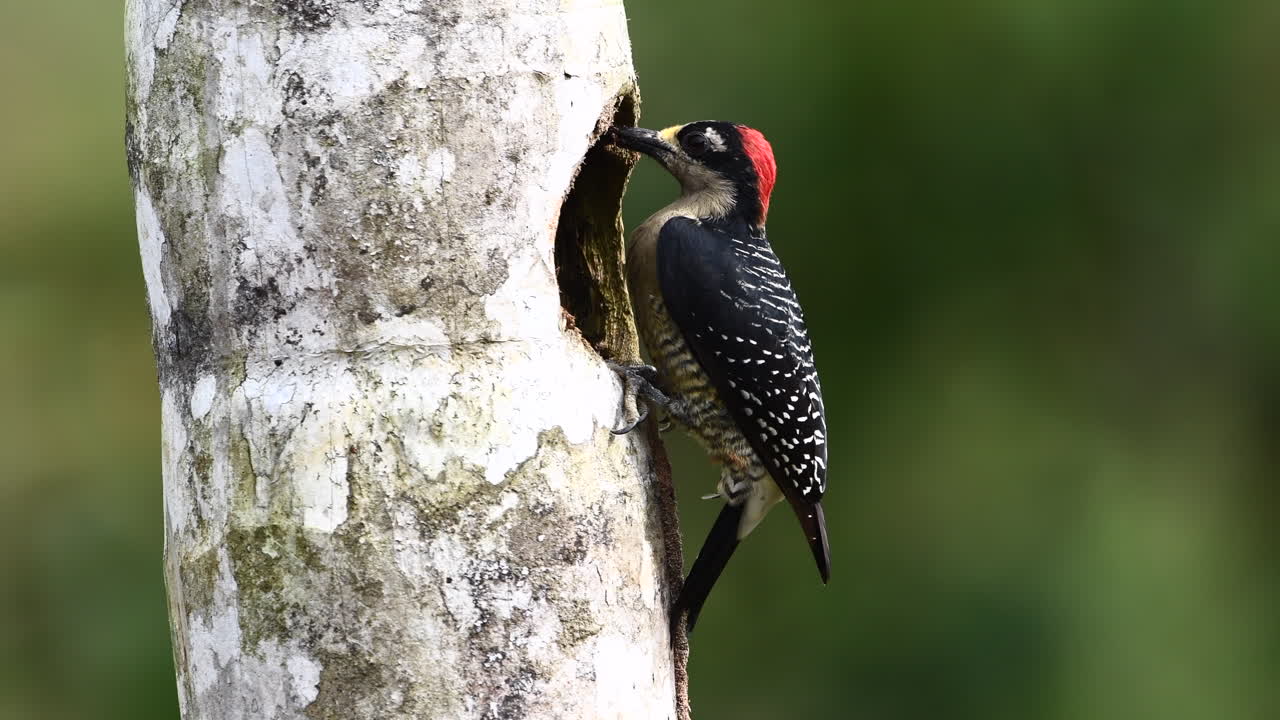 macho de pájaro carpintero de mejillas negras profundizando en un agujero en un árbol