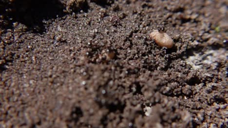 ants trying to move two eggs - macro shot, slow motion