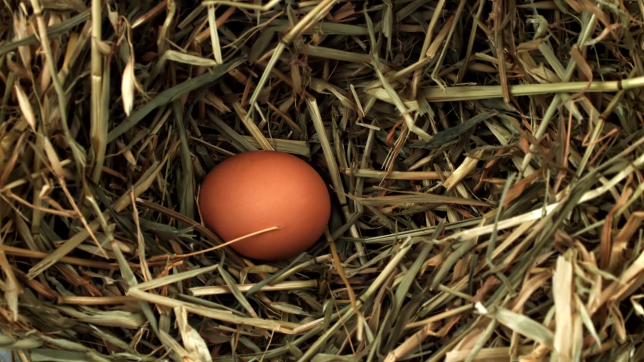 Organic Brown Egg Resting in a Natural Hay Nest