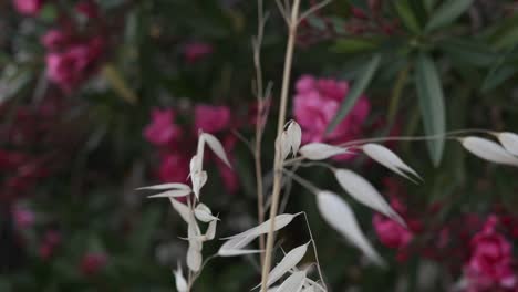 Close-up-rack-focus-shot-of-pink-nerium-oleander-flowers