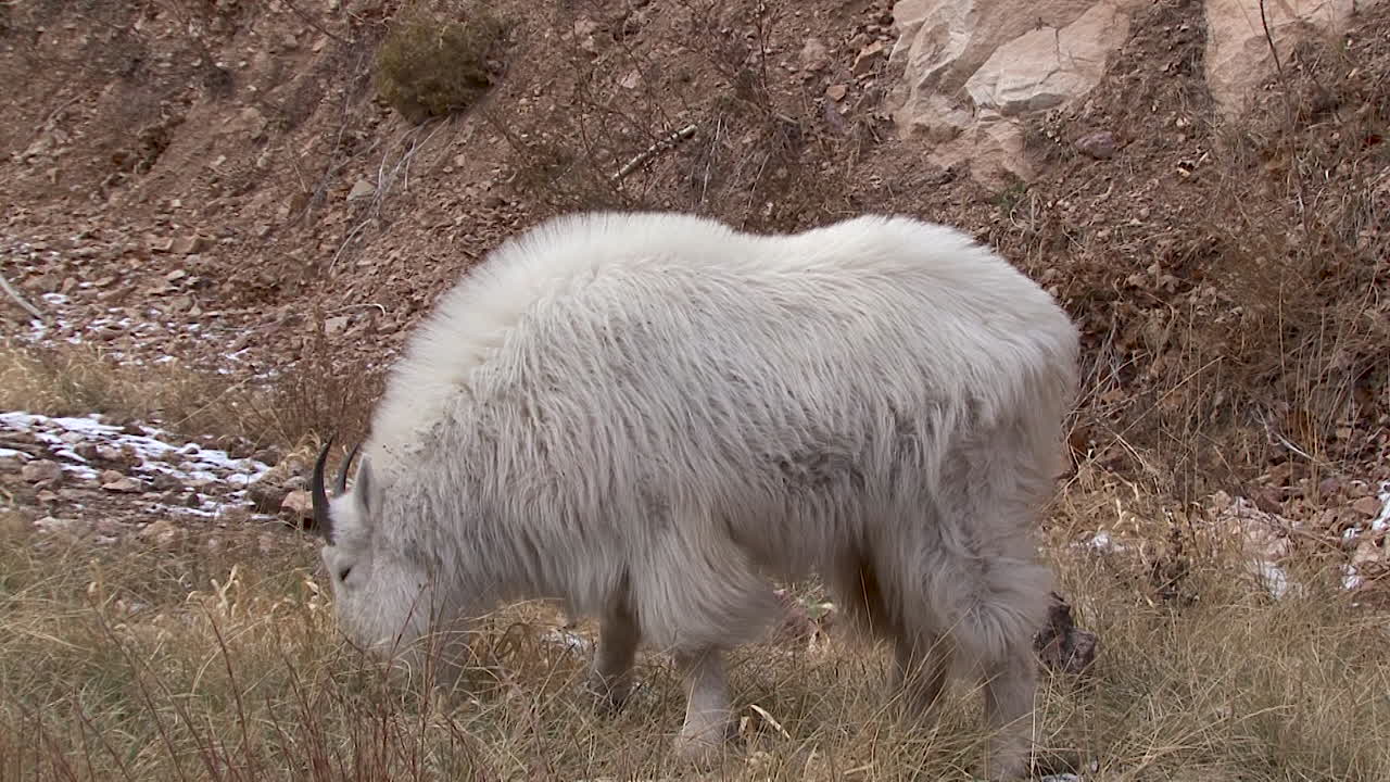 Mountain Goat in its Natural Habitat