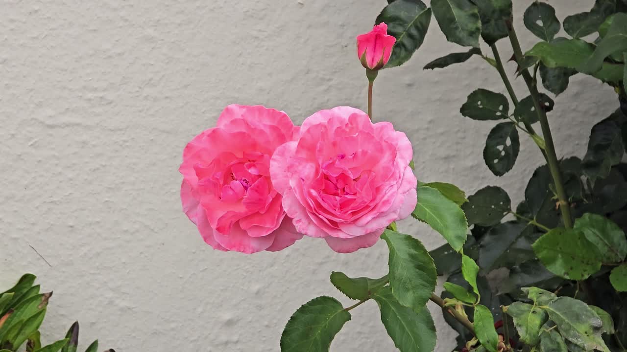 Close-up of pink roses moving gently in wind in nature
