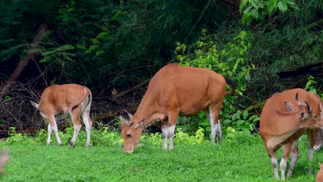 el banteng o tembadau, es un ganado salvaje que se encuentra en el sudeste asiático y se extinguió en algunos países