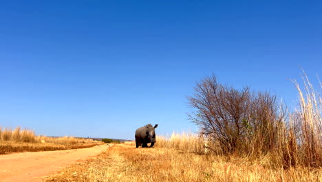 ground-level pov of white rhino cow and calf walking along the edge of a dry dusty track in the african wilderness