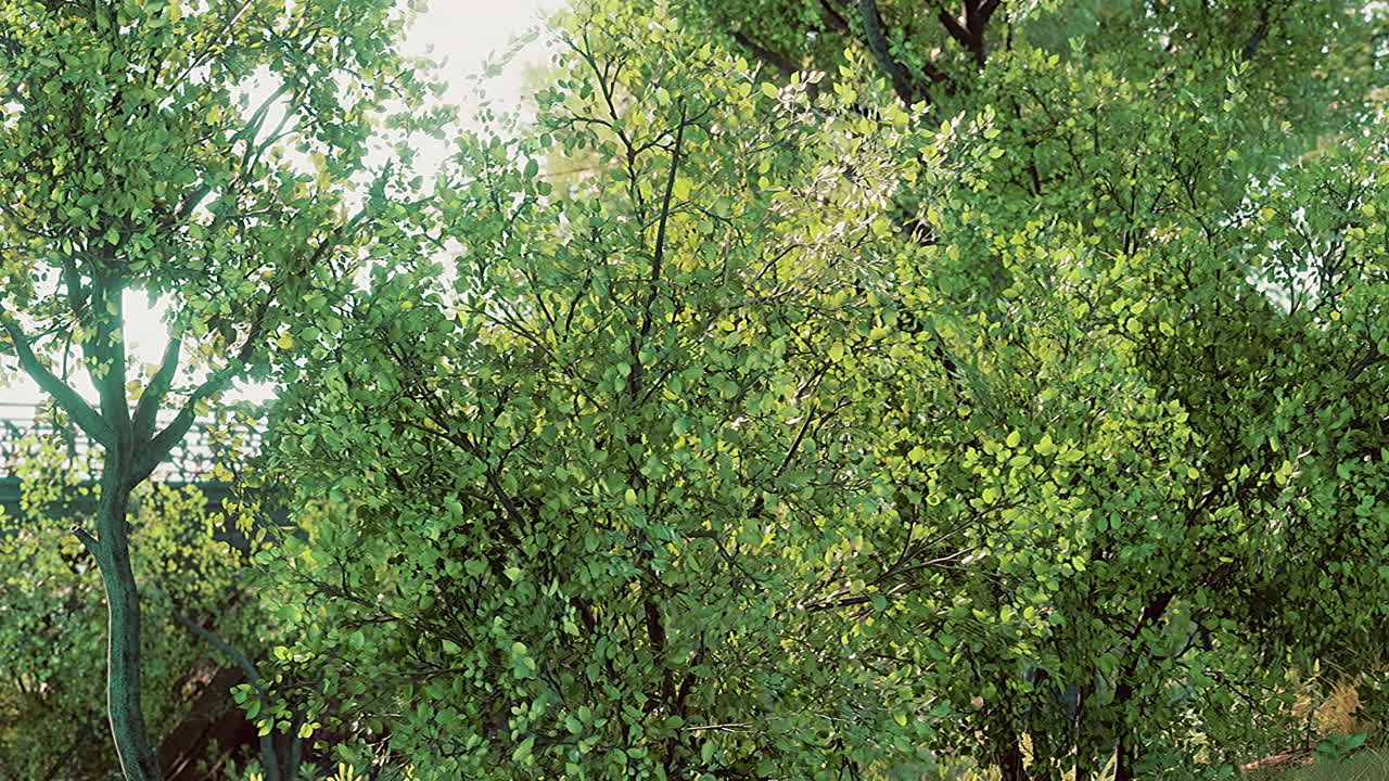 hermoso paisaje en el parque