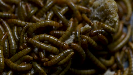 The-Mealworm-is-a-species-of-Darkling-Beetle-used-to-feed-pets-like-fish,-snakes,-birds,-and-frogs