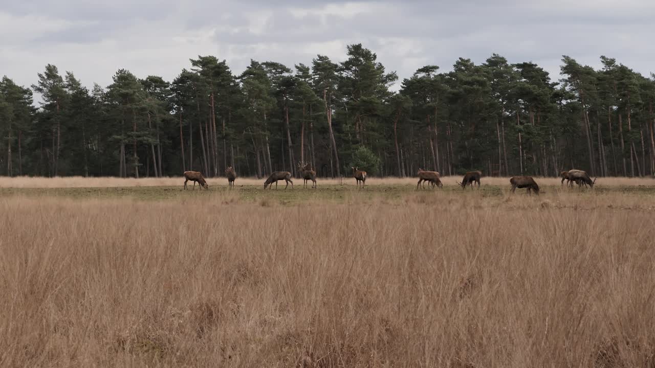 A large group of male red deer with and without antlers grazes along the edge of the forest