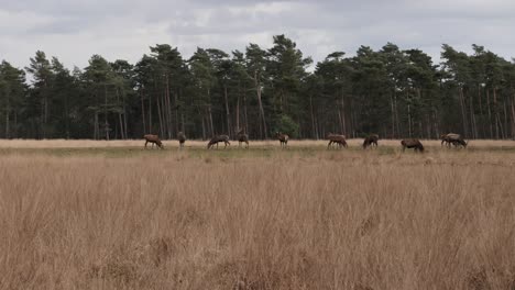 a large group of male red deer with and without antlers grazes along the edge of the forest